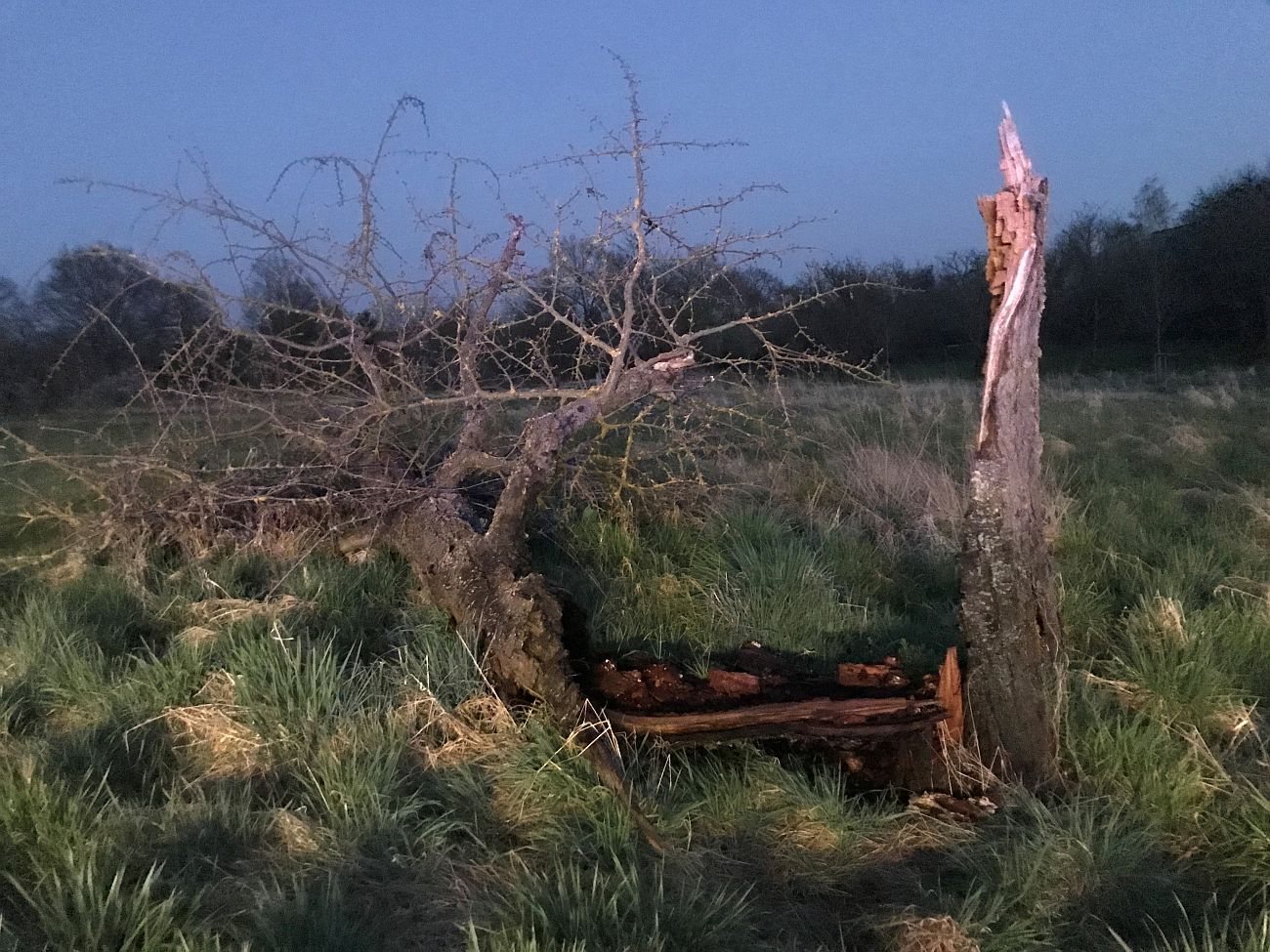 Großes Rätsel: Baum wird Opfer durch mysteriösen Blitzeinschlag Das Holz glühte noch