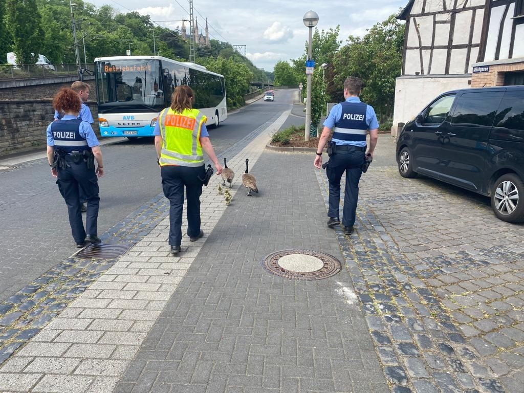 Gänsefamilie blockiert Verkehr auf der B9 Polizei leitet Tiere 1 Stunde lang bis zum Rhein