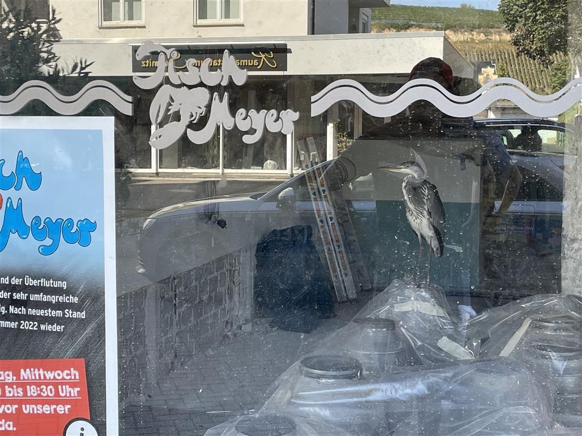 Polizei befreit Fischreiher aus Fischgeschäft in Einkaufspassage Quellenhof Vogel in misslicher Lage