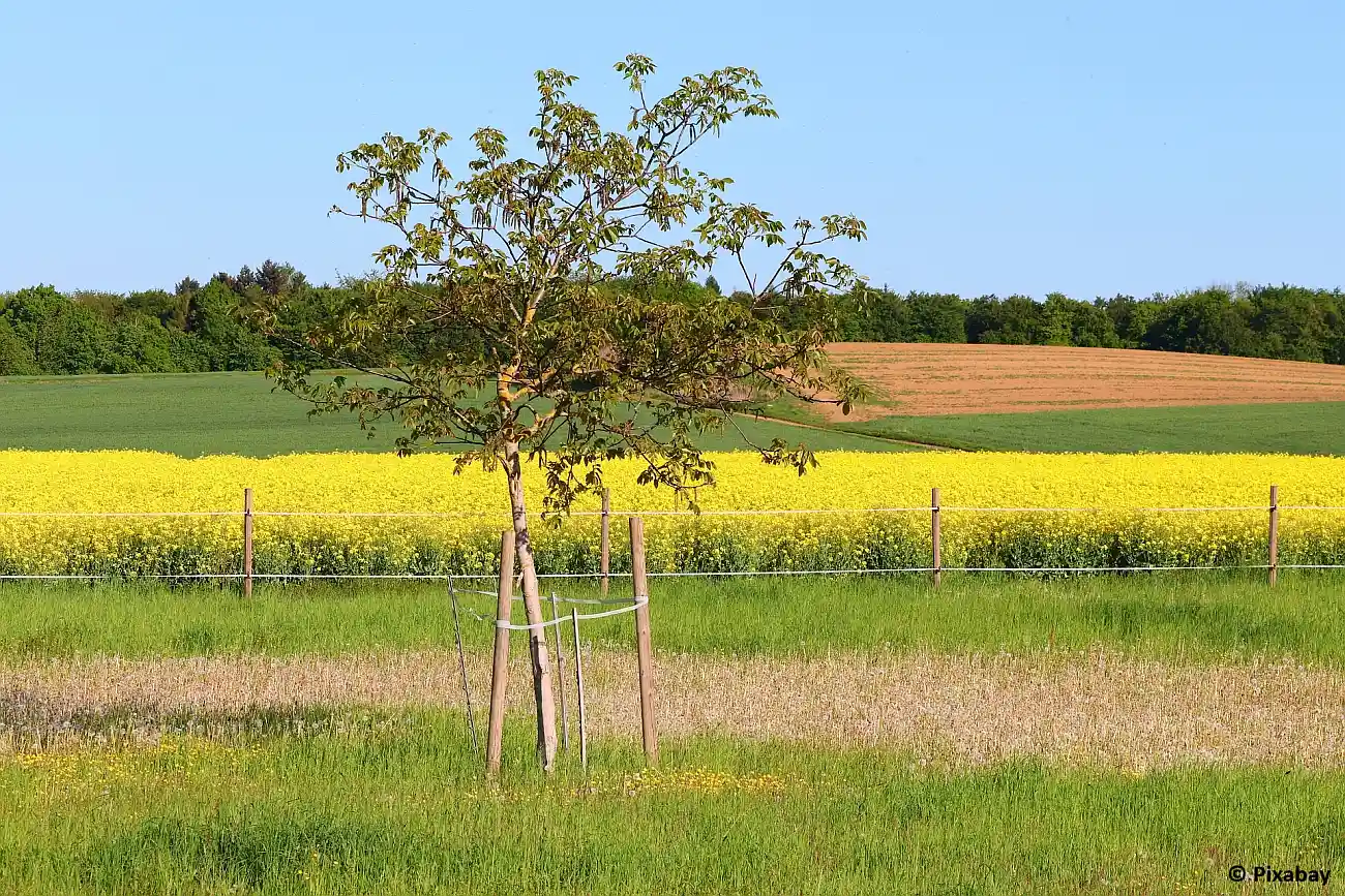 Ortsgemeinde Burgbrohl ist mit neuem Förderprogramm für Baumsetzlinge gestartet Antragstellung seit 01. März 2025 möglich