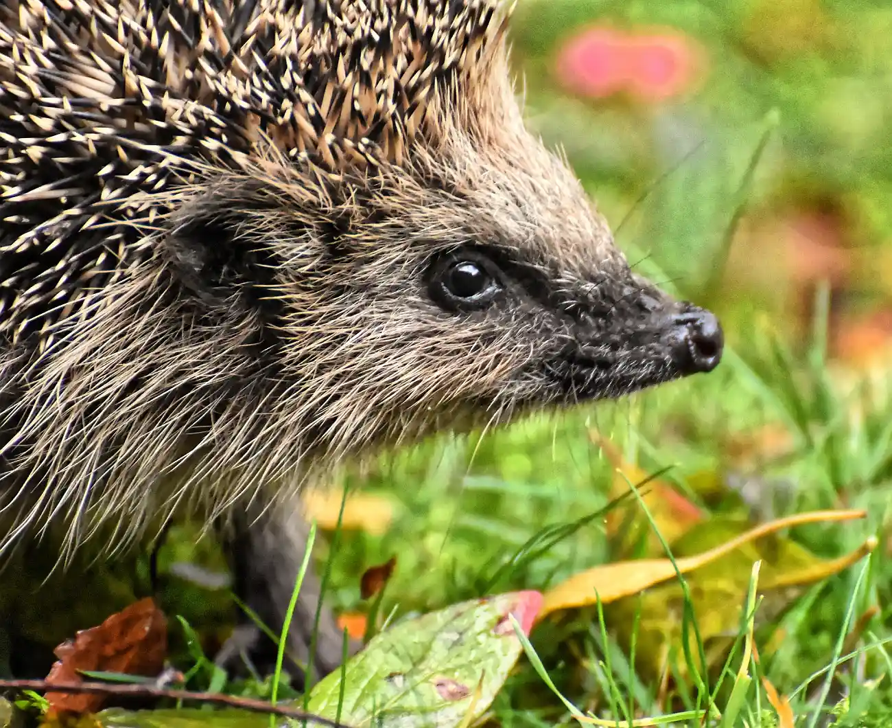 Verbandsgemeinde Brohltal ruft zum Mähverzicht in der Nacht auf Schutz für Igel und andere Wildtiere