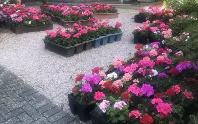 Blühende Verschönerung in Oberzissen: Heimatverein lässt Geranien erblühen