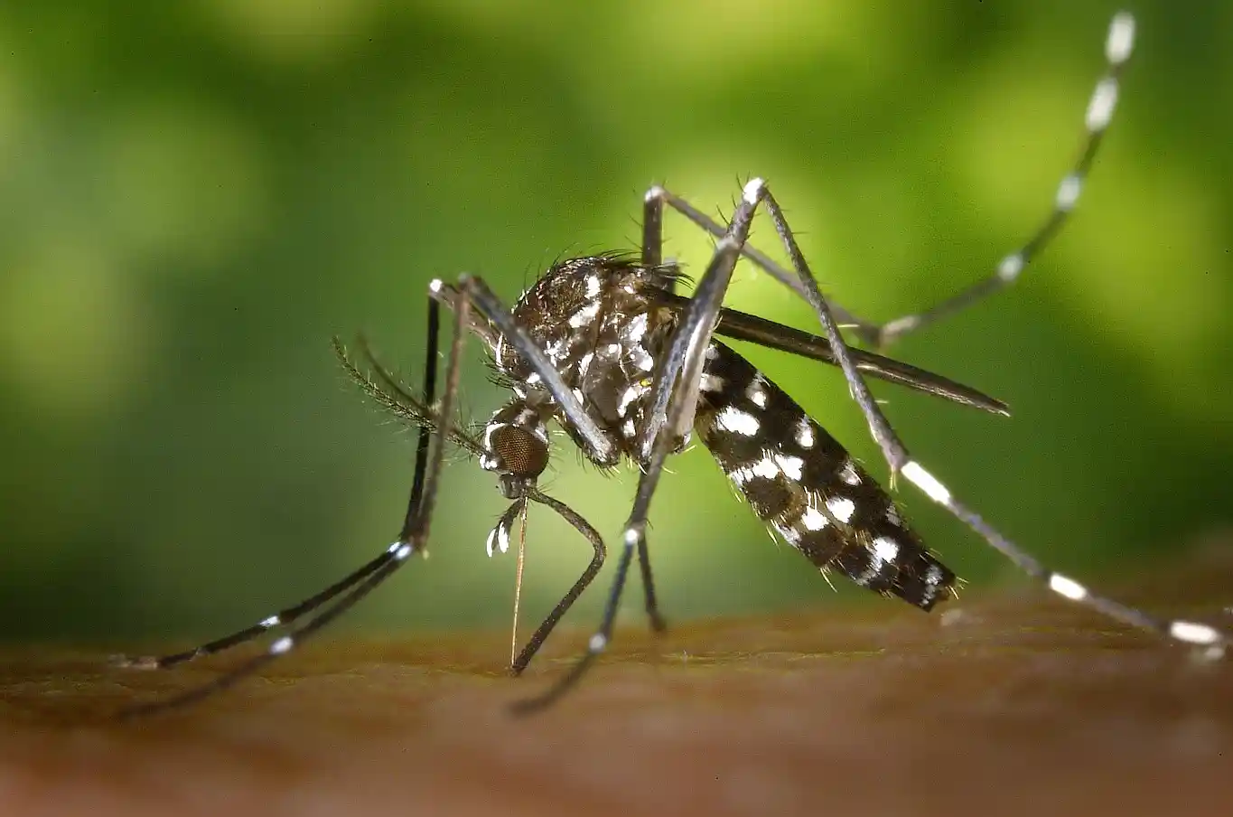 Asiatische Tigermücke im AW-Kreis : Gesundheitsamt startet Monitoring-Projekt