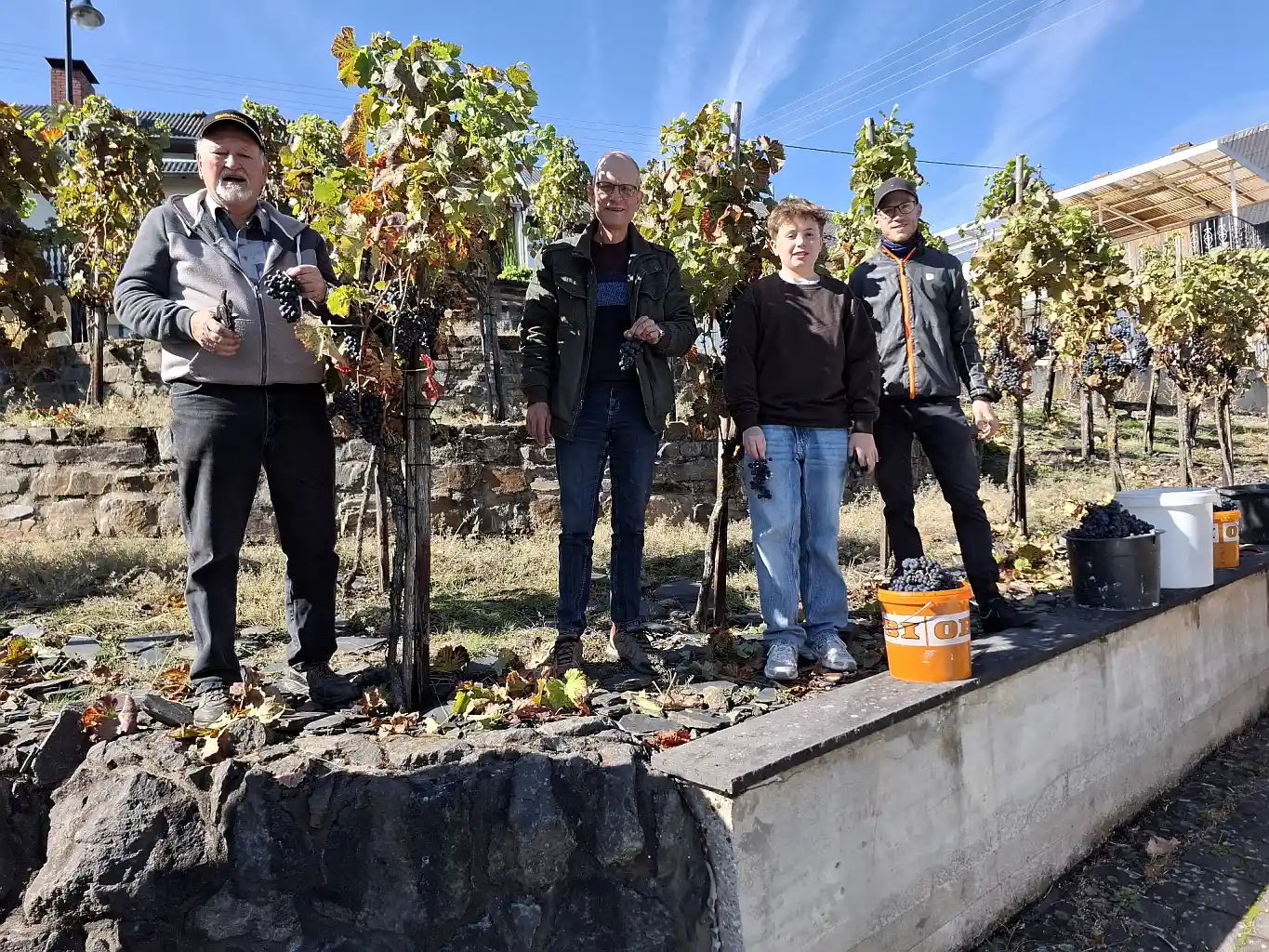 Weinlese in Hain feiert Comeback – erstmals Traubensaft produziert