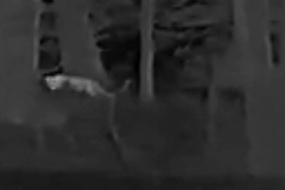 Jäger meldet abendliche Sichtung einer Großkatze in der Verbandsgemeinde Altenahr