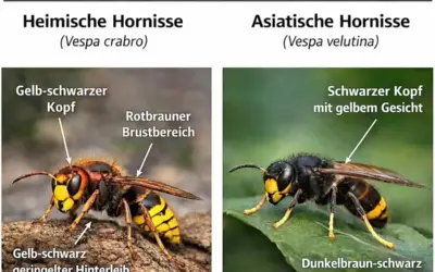 Asiatische Hornisse breitet sich im Brohltal aus – Verbandsgemeinde ruft zur Mithilfe auf